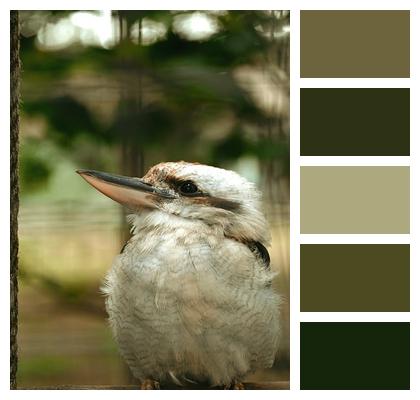 Plumage Beak Kingfisher Kookaburra Image