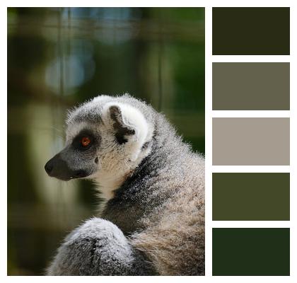 Nature Animal Primate Zoo Image