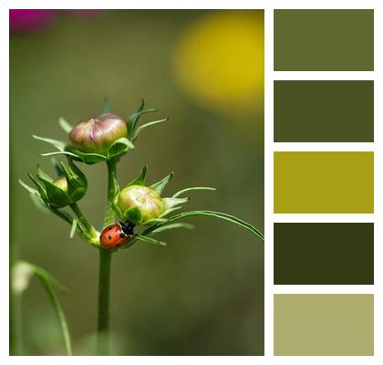 Plants Ladybug Entomology Insect Image
