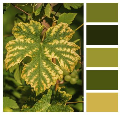 Autumn Color Leaf Plant Nature Image