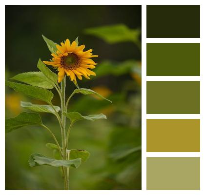 Sunflower Outdoor Natural Petal Image