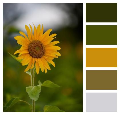 Sunflower Outdoor Natural Petal Image