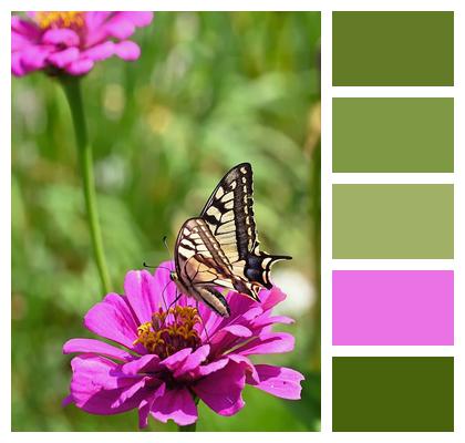 Plant Wing Butterfly Wings Zinnia Image