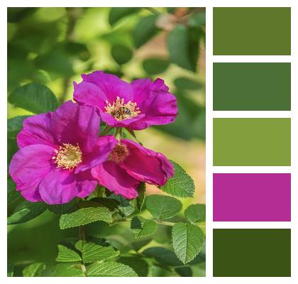 Wild Rose Garden Blossom Flora Image