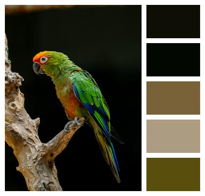 Bird Parrot Color Photography Image