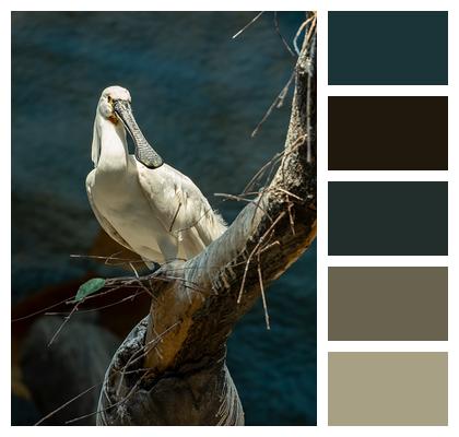 Bird Feathers Spoonbill Beak Image