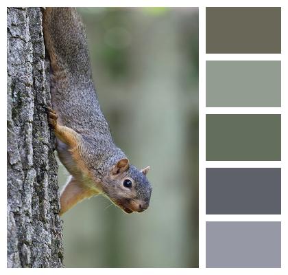 Eastern Gray Squirrel Mammal Nature Rodent Image