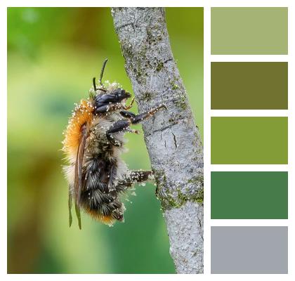 Bumblebee Birch World Bee Day Entomology Image