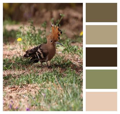 Plumage Birdwatching Ornithology Bird Image