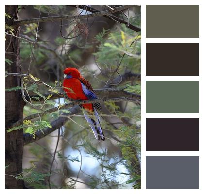 Birdwatching Ornithology Plumage Animal Image