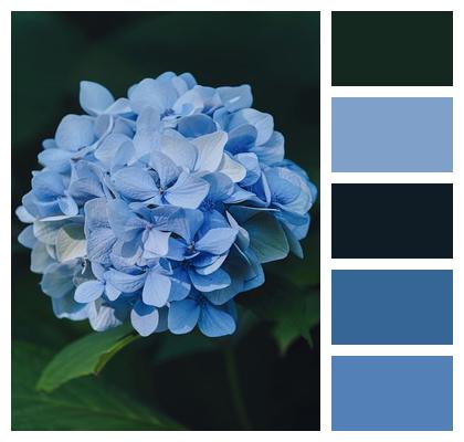 Flora Hydrangea Bloom Flower Image