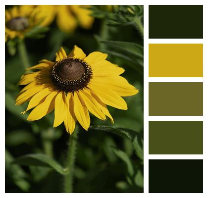 Petals Beautiful Flowers Flower Background Yellow Image