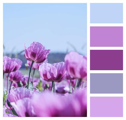Poppy Corn Poppy Plant Petals Image
