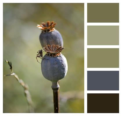 Poppy Seed Capsule Capsule Fruit Closed Garden Image