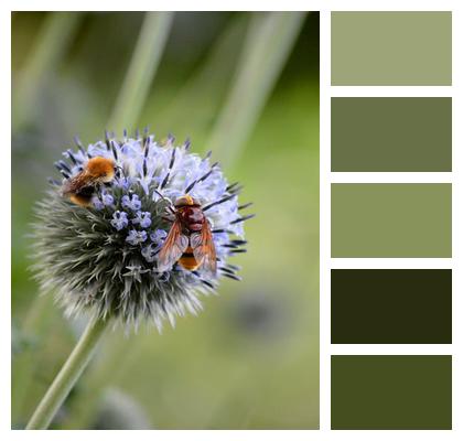 Pollination Nature Flowering Plant Wildflower Image