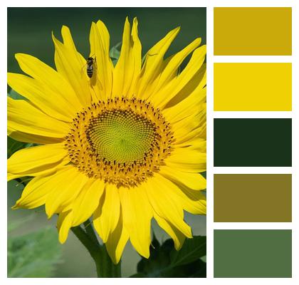Summer Plant Insect Petals Image