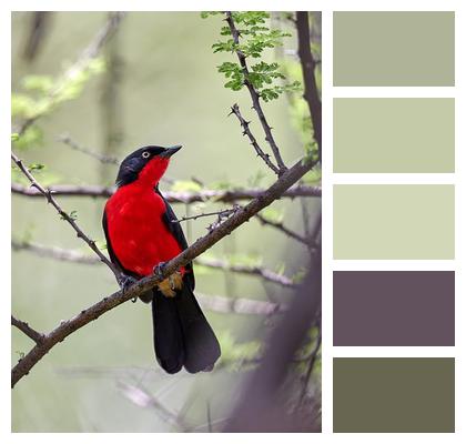 Kenya Red Bird Gonolek Nature Image