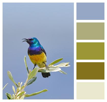 Africa Sunbird Bird Nature Image