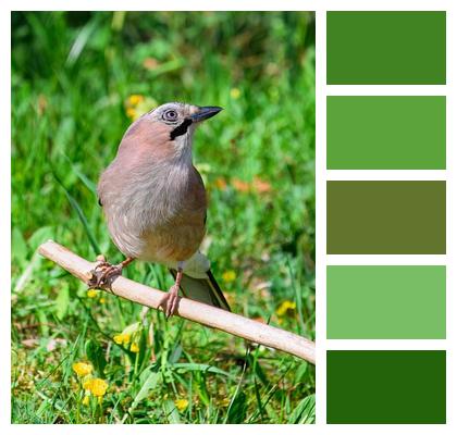 Jay Bird Meadow Ornithology Image