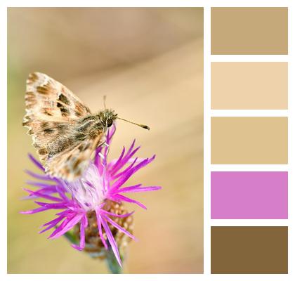 Insect Skipper Flower Forage Image