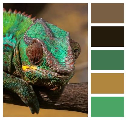 Reptile Nature Chameleon Wildlife Image