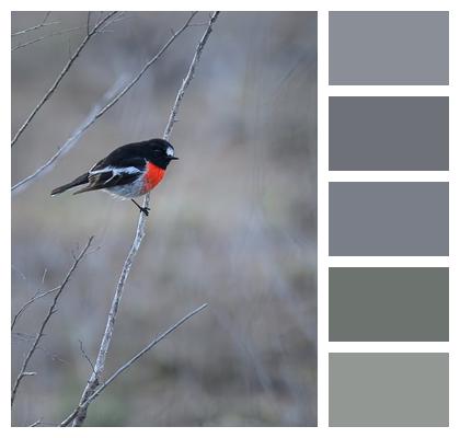 Animal Perched Male Bird Nature Image