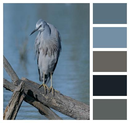 Animal Pond Heron Beak Image