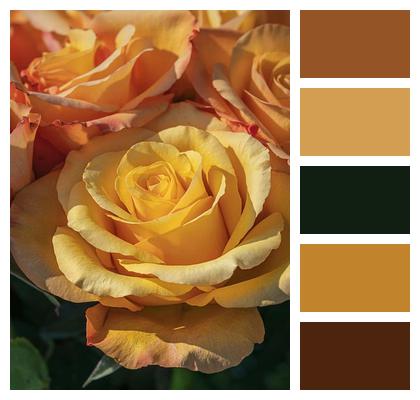 Bundle Roses Rose Petals Petals Image