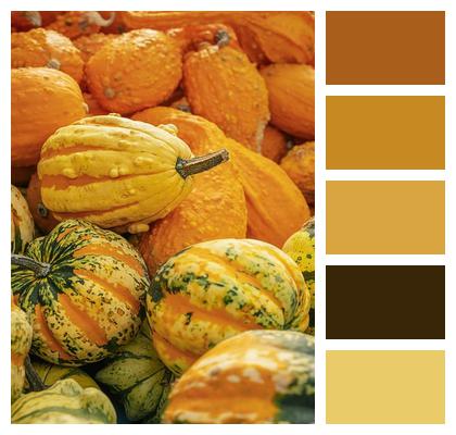 Orange Autumn Motives Pumpkin Farmers Market Image