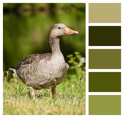 Greylag Goose Water Bird Plumage Poultry Image