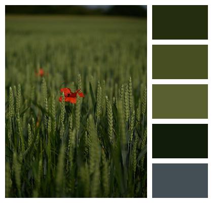 Grain Field Agriculture Cornfield Nature Image