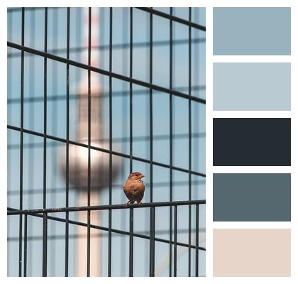 Beautiful Wallpaper Nature Sparrow Cage Image