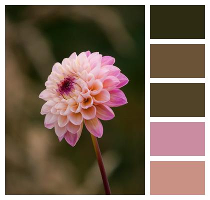 Flower Wallpaper Flower Background Blossom Dahlia Image