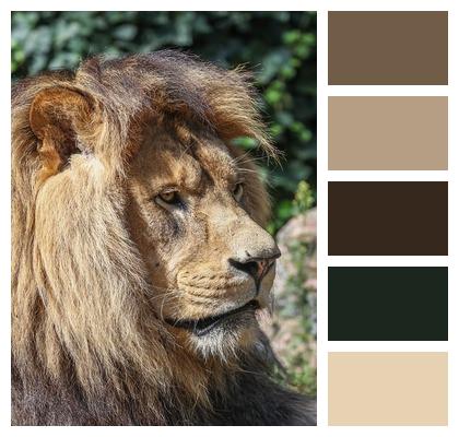 Lion Animal Predator Nature Image