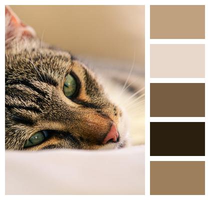 Summer Garden Pet Animal Image