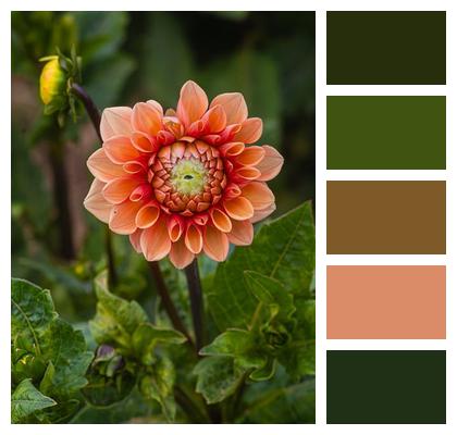 Beautiful Wallpaper Floriculture Orange Laptop Wallpaper Image