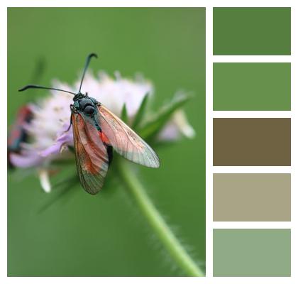 Butterfly Burnet Moth Six Moth Bloom Image