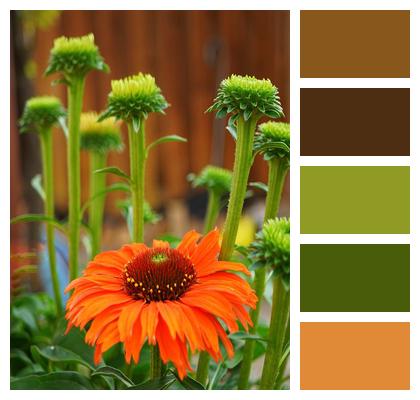 Bloom Coneflower Flora Blossom Image