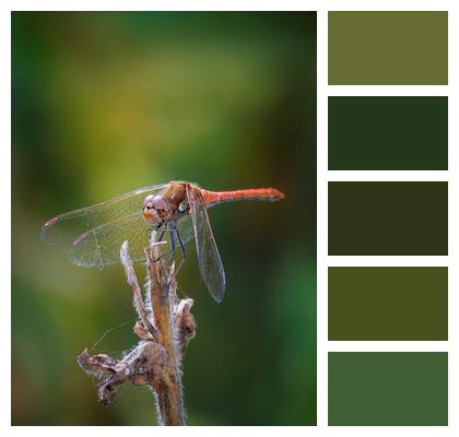 Perched Wings Common Darter Eyes Image