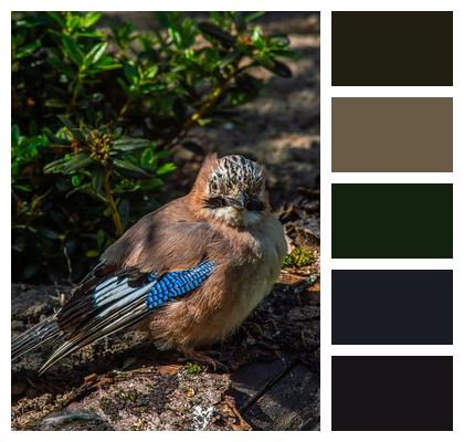 Splendid Wildlife Bird Watching Beak Image