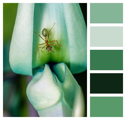 Insect Jade Vine Nature Macro Insect Image