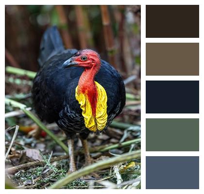 Wildlife Bird Red And Yellow Scrub Turkey Image