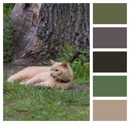Outdoors Animal Cat Domestic Cat Image