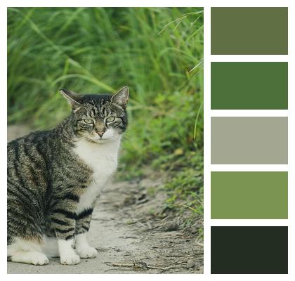 Wildlife Cat Eyes Curious Domestic Animal Image