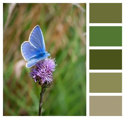 Nature Wildlife Common Blue Lepidoptera Image