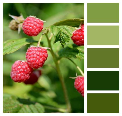 Yummy Berry Bush Fresh Ripe Image