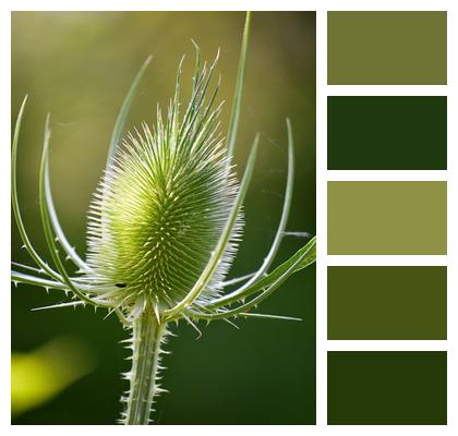 Dipsacus Fullonum Flower Wallpaper Wild Card Flower Image
