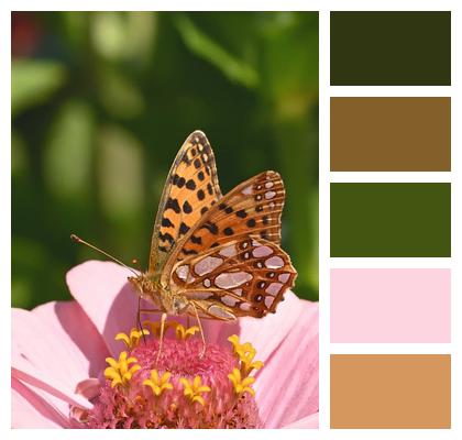 Butterfly Nature Zinnia Butterflies Image