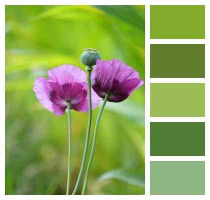 Opium Poppy Nature Flower Seed Pod Image