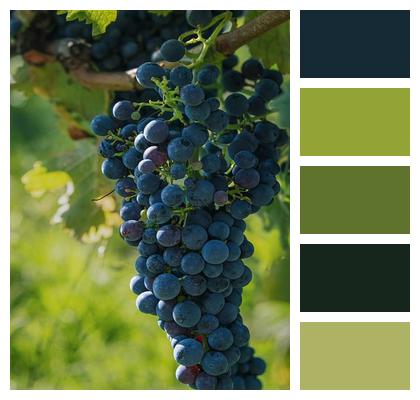 Fruit Organic Agriculture Harvest Image